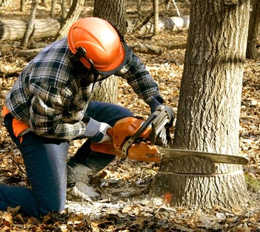 Tree Removal in Dry Prong, LA